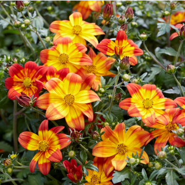 Bidens ferulifolia