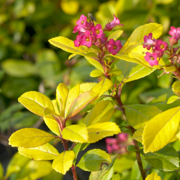 Escallonia 'Gold Ellen'