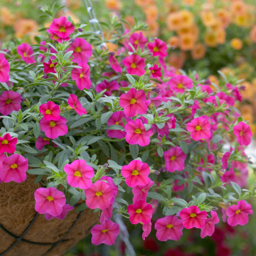 Calibrachoa Hot Pink