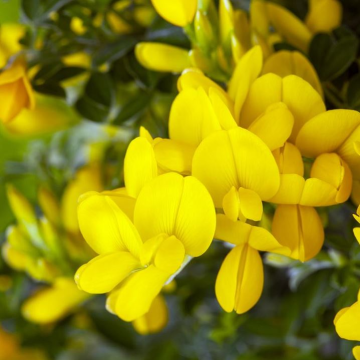 Genista tinctoria 'Royal Gold'