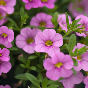 Calibrachoa Light Pink
