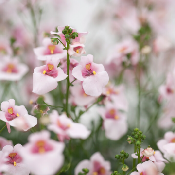 Diascia Appleblossom