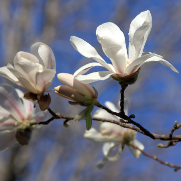 Magnolia x loebneri 'Merril' - Tulip Tree