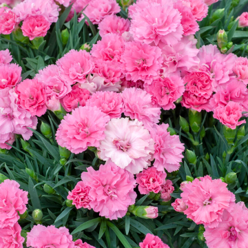 Dianthus 'I Love You' - Pack of 6 Plants