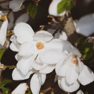 Magnolia x loebneri 'Wildcat'