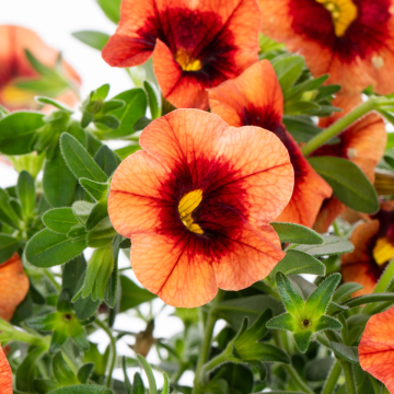 Calibrachoa Orange