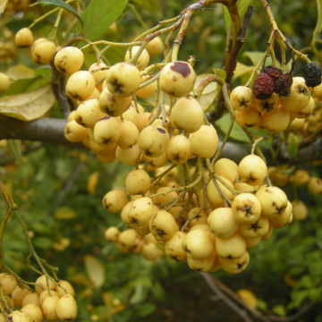 Cotoneaster Rothschildianus
