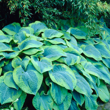 Hosta 'Tokudama Flavocircinalis'