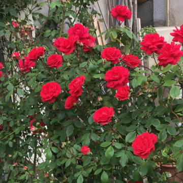 Rose 'Crimson Cascade' - Climbing Rose