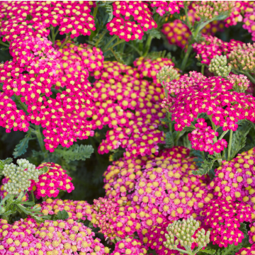 Achillea Milly Rock Pink