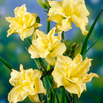 Hemerocallis Double River Wye