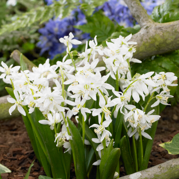 Scilla siberica 'Alba' – White Siberian Squill