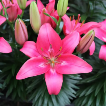 Lilium Trendy Dakota - Pack of FIVE Lily Bulbs