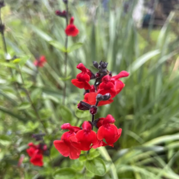 Salvia Royal Velours