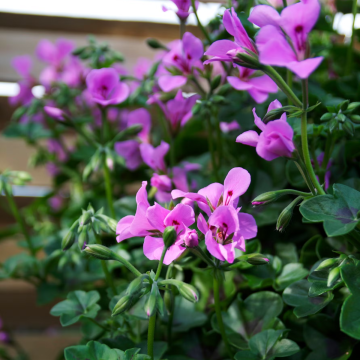 Geranium 'Villetta' - Large Flowered Lilac Ivy Leaf
