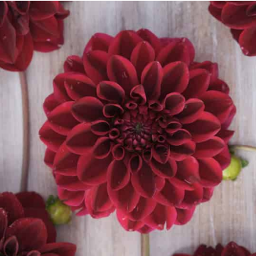 Dahlia Kingsblood