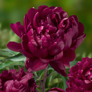 Paeonia Cherry Hill - Peony Cherry Hill