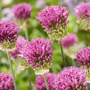 Allium Ostara