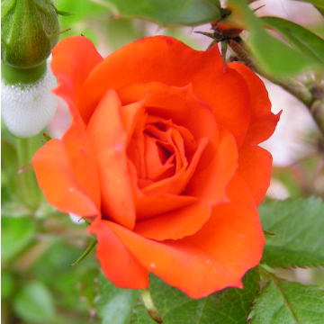 Rose 'Lovers Meeting' - Hybrid Tea Rose