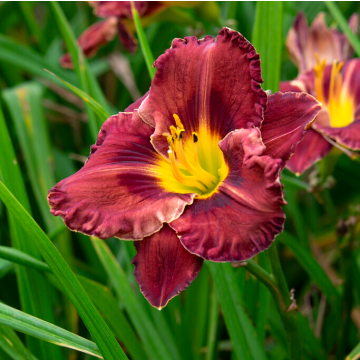 Hemerocallis 'Purplelicious'