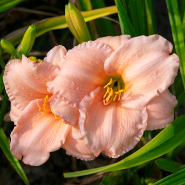 Hemerocallis 'On and On'