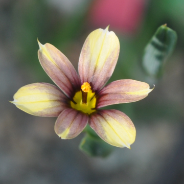 Sisyrinchium Biscutella