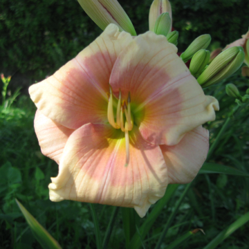 Hemerocallis 'Janice Brown'