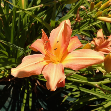 Hemerocallis 'Flower Basket'