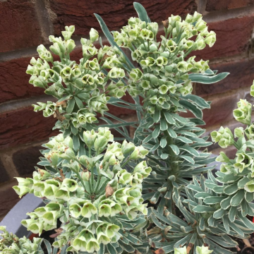 Euphorbia Silver Edge