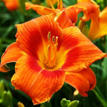 Hemerocallis 'Holiday Delight'