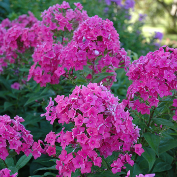 Phlox paniculata 'Eva Cullum'