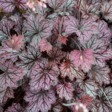 Heuchera Little Cutie Frost