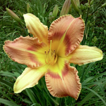 Hemerocallis 'Veins of Truth'
