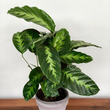 Calathea 'Misto'