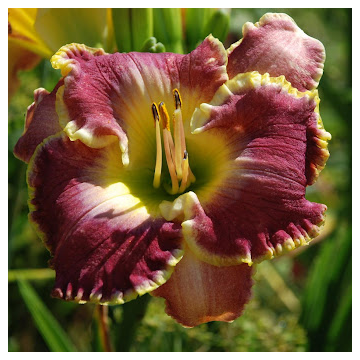 Hemerocallis 'Cape Breton'