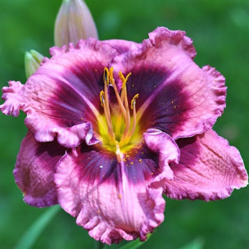 Hemerocallis 'Macbeth'