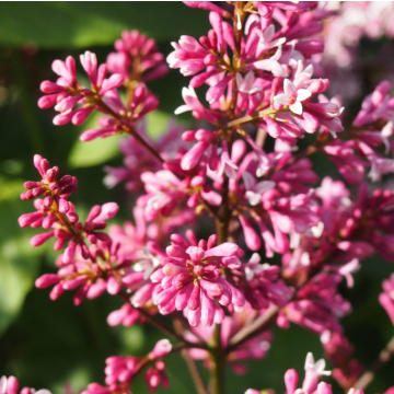 Syringa x prestoniae 'Red Wine' 