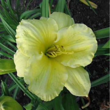 Hemerocallis 'Girl Scout'