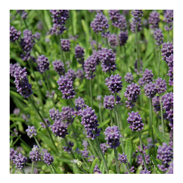 Lavandula angustifolia ‘Mini Blue’