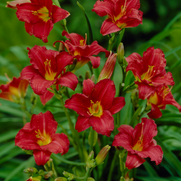 Hemerocallis Pardon Me