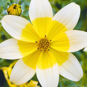 Bidens Trailing Lemon Bicolour