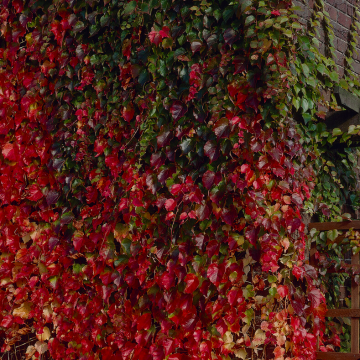 Parthenocissus tricuspidata Green Spring