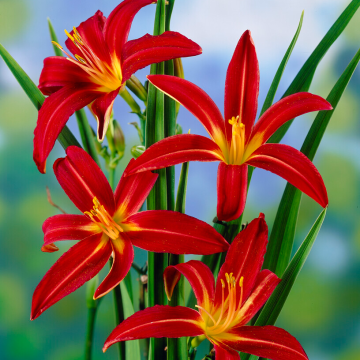 Hemerocallis Crimson Pirate