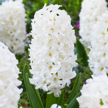 White Hyacinths in Bud & Bloom