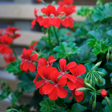 Geranium 'Villetta' - Large Flowered Red Ivy Leaf