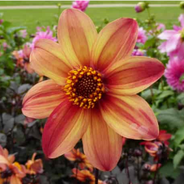 Dahlia Schipper's Bronze
