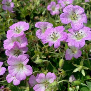 Geranium Confetti