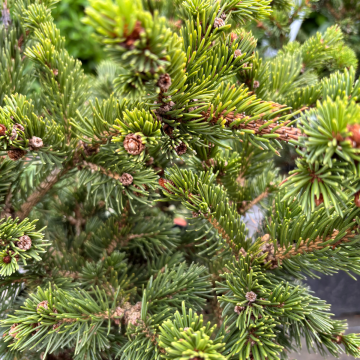 Picea pungens 'Lucky Strike'