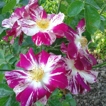 Rose 'Oh Wow' - Climbing Rose