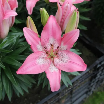 Lilium Trendy Nicosia - Pack of 5 Lily Bulbs